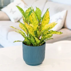 Codiaeum Variegatum Var. Pictum 'Gold Sun' 5 Codiaeum Variegatum Var. Pictum 'Gold Sun' -Cheap Plants Store pl2000043265 card3 lg