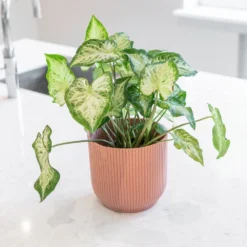 Caladium 'White Delight' -Cheap Plants Store pl2000043272 card3 lg