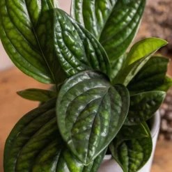 Epipremnum Pinnatum Marble Planet ('PPIEPI003') (PBR) -Cheap Plants Store pl2000043275 card3 lg