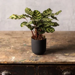 Goeppertia Makoyana -Cheap Plants Store pl2000043282 card3 lg