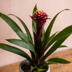 Guzmania Lingulata 'Francesca' -Cheap Plants Store pl2000043283 card3 lg
