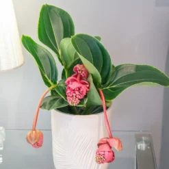 Medinilla Magnifica 'Lambada' -Cheap Plants Store pl2000043285 card3 lg