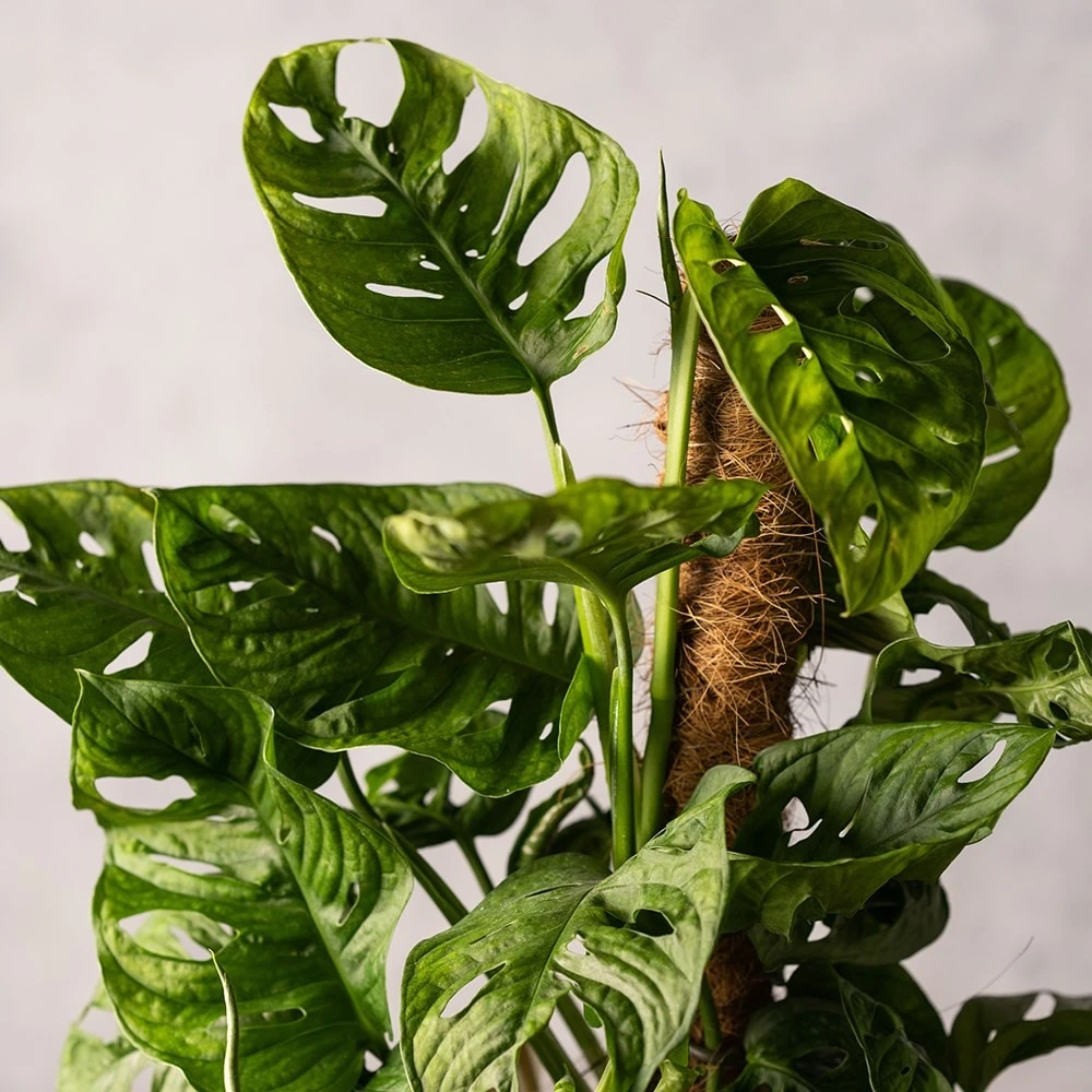 Monstera 'Monkey Leaf' 2 Monstera 'Monkey Leaf' - Image 2