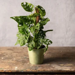 Monstera 'Monkey Leaf' 5 Monstera 'Monkey Leaf' -Cheap Plants Store pl2000043286 card3 lg