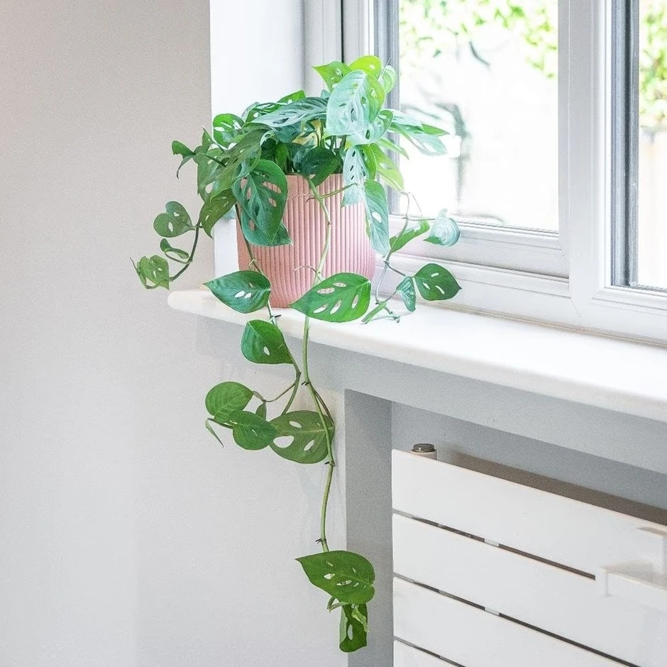 Monstera Adansonii 1 Monstera Adansonii