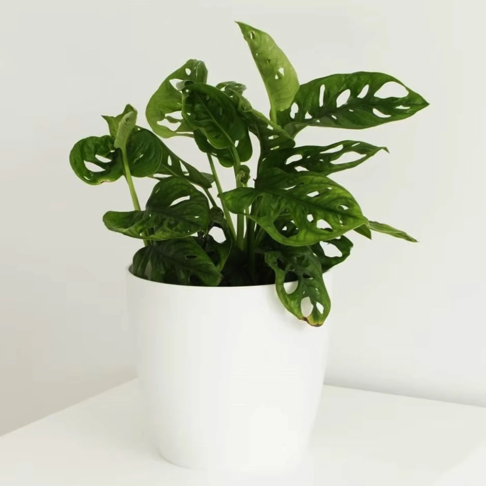 Monstera Adansonii 2 Monstera Adansonii - Image 2