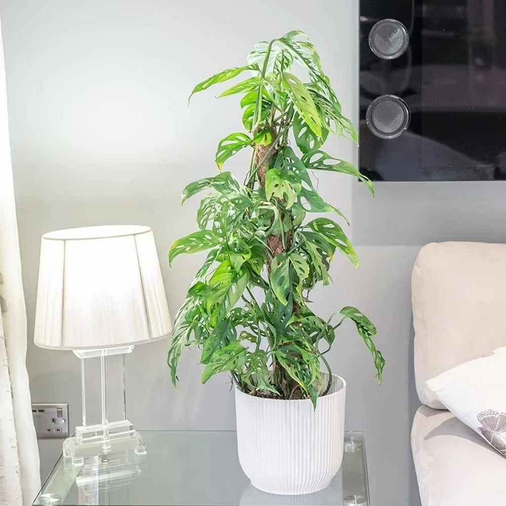 Monstera Adansonii 3 Monstera Adansonii - Image 3