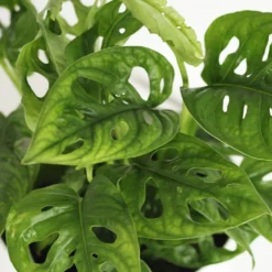 Monstera Adansonii 8 Monstera Adansonii -Cheap Plants Store pl2000043287 card4 lg