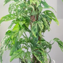 Monstera Adansonii 9 Monstera Adansonii -Cheap Plants Store pl2000043287 card5 lg