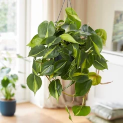 Philodendron Scandens 'Brasil' -Cheap Plants Store pl2000043288 card3 lg
