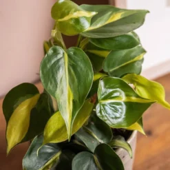 Philodendron Scandens 'Brasil' -Cheap Plants Store pl2000043288 card4 lg