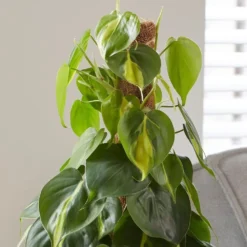 Philodendron Scandens 'Brasil' -Cheap Plants Store pl2000043288 card5 lg