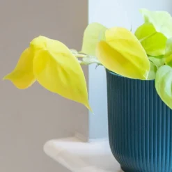 Philodendron Scandens 'Micans Lime' -Cheap Plants Store pl2000043289 card3 lg