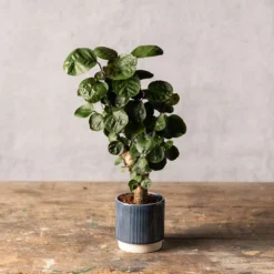 Polyscias 'Fabian' -Cheap Plants Store pl2000043294 card3 lg