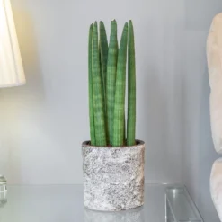 Sansevieria Cylindrica 'Straight' -Cheap Plants Store pl2000043297 card3 lg