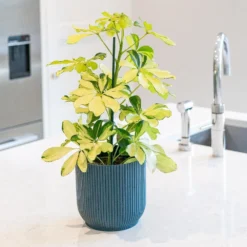 Schefflera Arboricola 'Melanie' -Cheap Plants Store pl2000043301 card3 lg