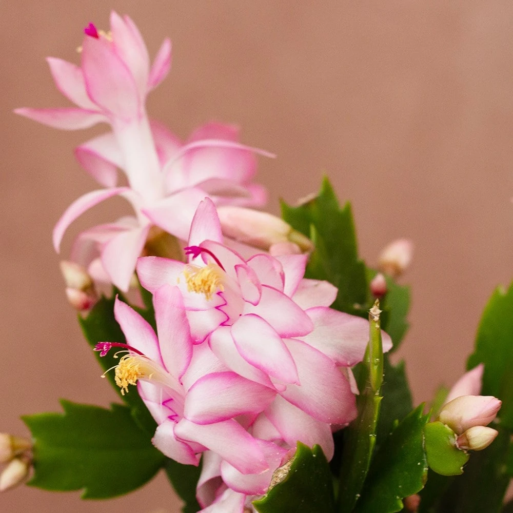 Schlumbergera 'Exotic Dancer' 2 Schlumbergera 'Exotic Dancer' - Image 2