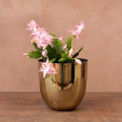 Schlumbergera 'Exotic Dancer' 5 Schlumbergera 'Exotic Dancer' -Cheap Plants Store pl2000043302 card3 lg