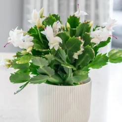 Schlumbergera White-flowered 5 Schlumbergera White-flowered -Cheap Plants Store pl2000043303 card3 lg