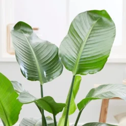 Strelitzia Nicolai -Cheap Plants Store pl2000043305 card4 lg