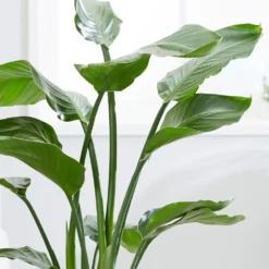 Strelitzia Nicolai -Cheap Plants Store pl2000043305 card5 lg