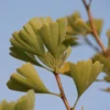 Ginkgo Biloba 'Fastigiata Blagon'