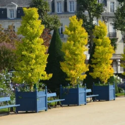 Ginkgo Biloba 'Fastigiata Blagon' -Cheap Plants Store pl2000043519 card3 lg