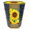 Indoor Sunflower Pot