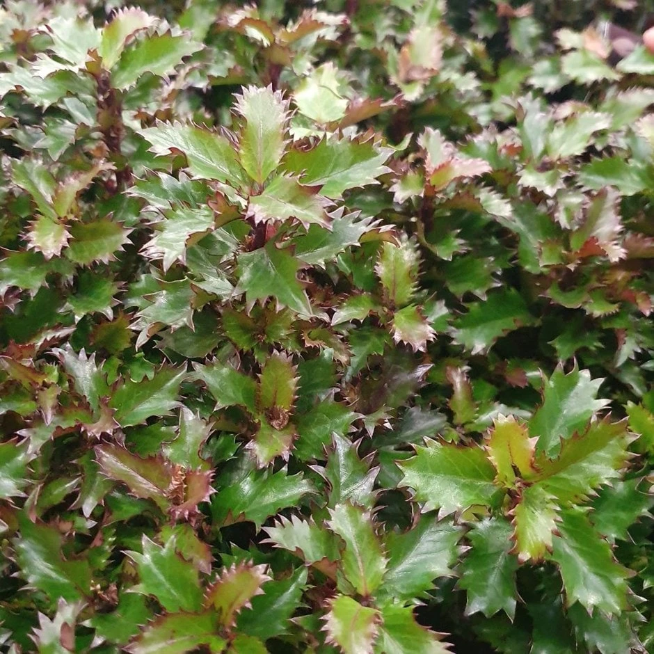 Ilex × Meserveae Little Rascal ('Mondo') 1 Ilex × Meserveae Little Rascal ('Mondo')