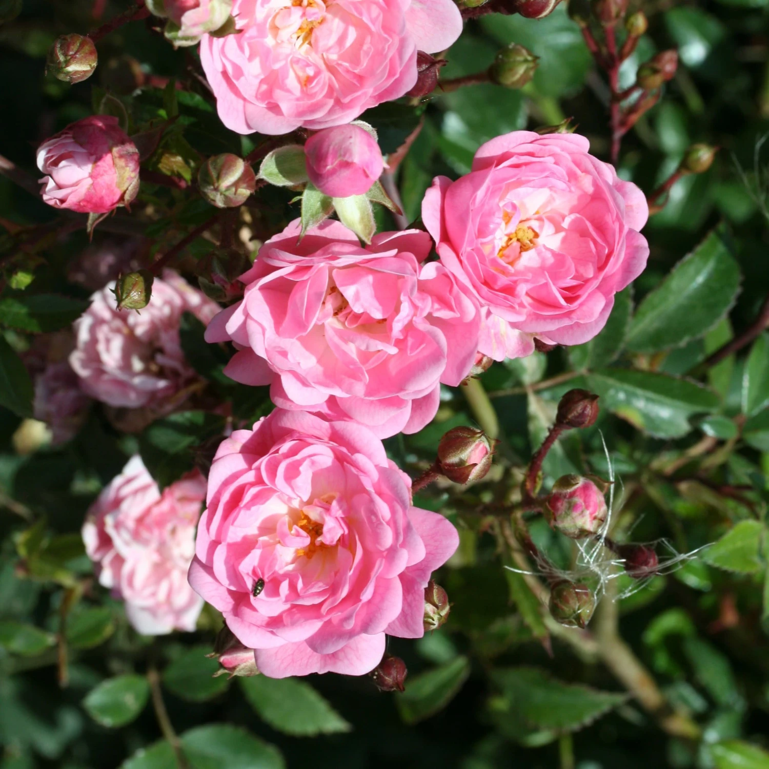 Rosa 'The Fairy' 2 Rosa 'The Fairy' - Image 2