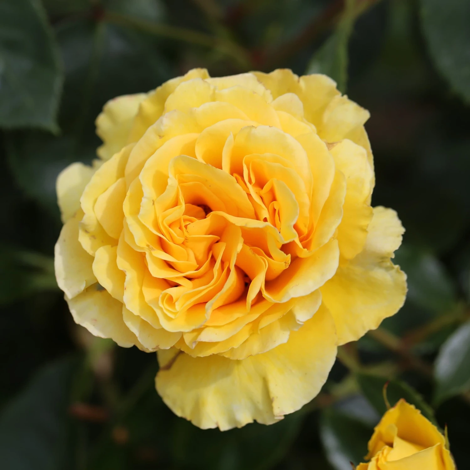 Rosa Anniversary Wishes ('Noa140721') (PBR) 2 Rosa Anniversary Wishes ('Noa140721') (PBR) - Image 2