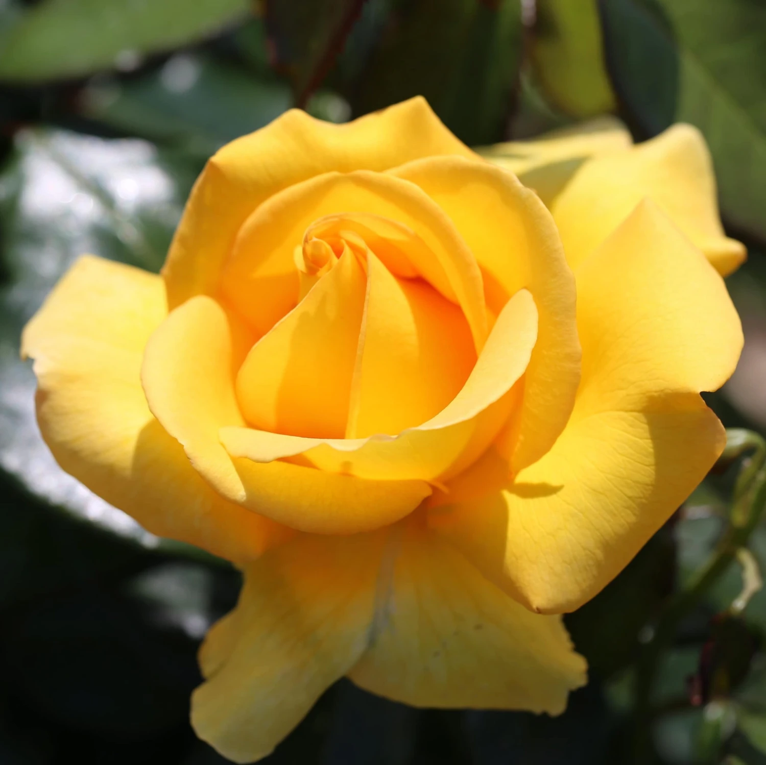 Rosa My Lovely Mum ('Fryflorida') 2 Rosa My Lovely Mum ('Fryflorida') - Image 2