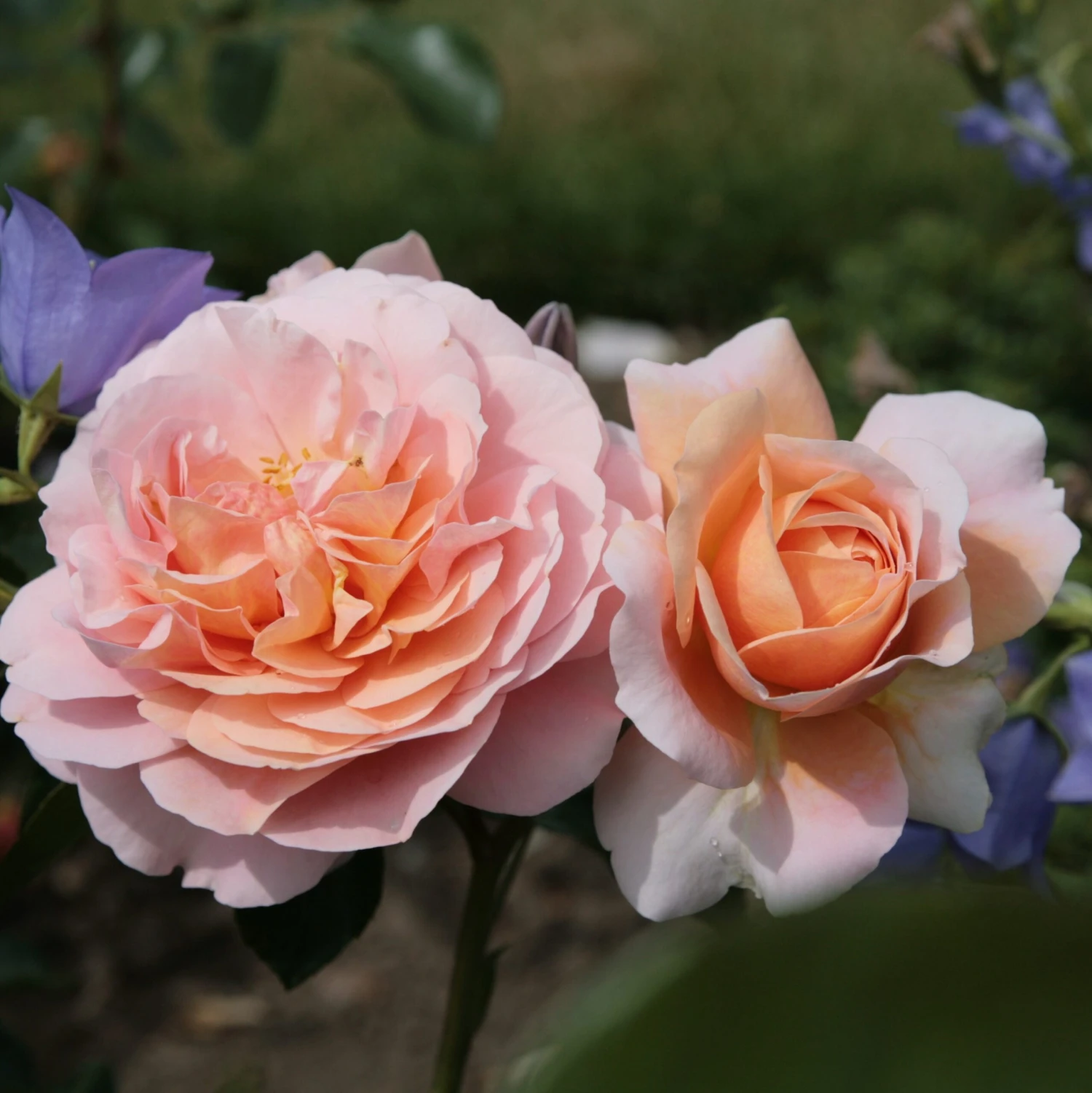 Rosa Joie De Vivre ('Korfloci 01') (PBR) 3 Rosa Joie De Vivre ('Korfloci 01') (PBR) - Image 3