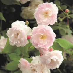 Rosa 'Noisette Carnée'
