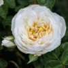 Rosa 'White Patio'
