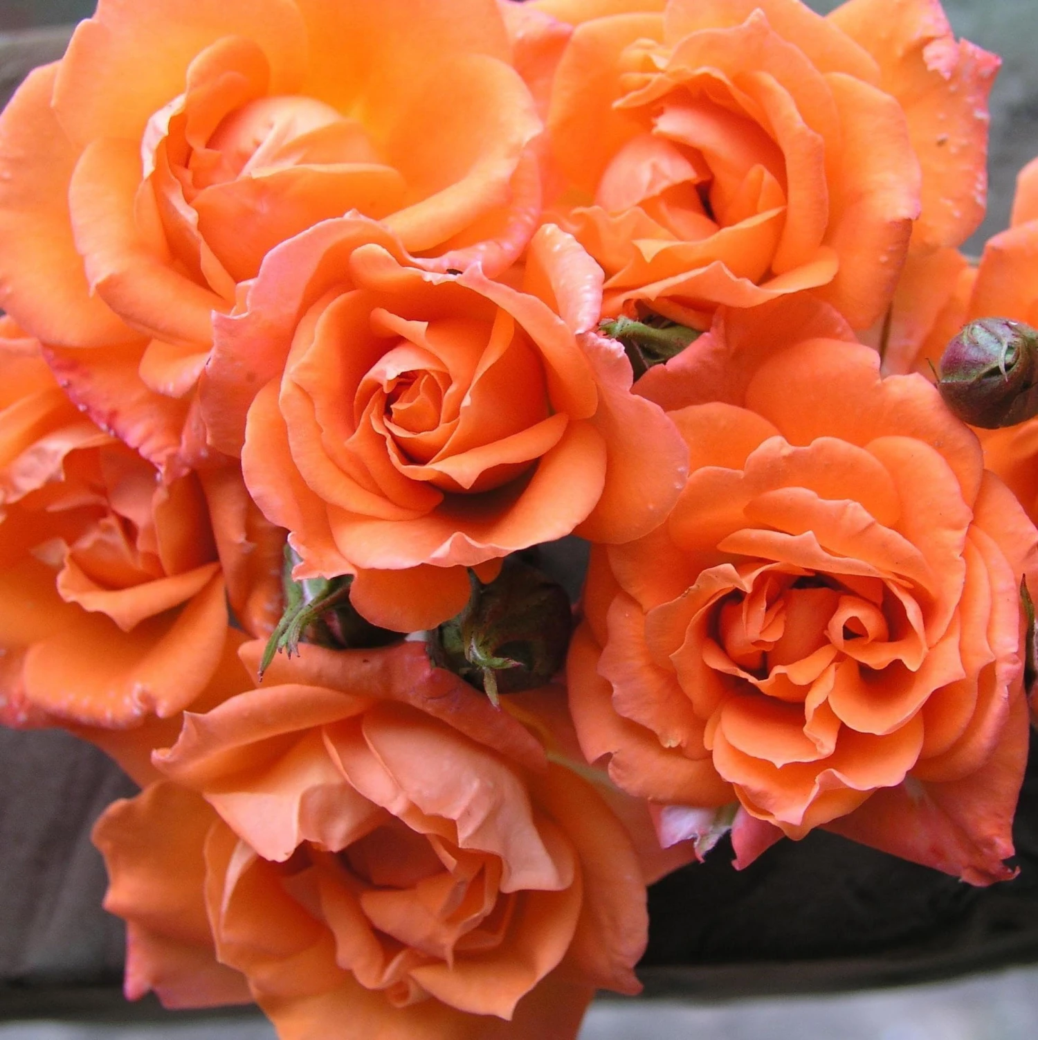 Rosa Wildfire ('Fryessex') 2 Rosa Wildfire ('Fryessex') - Image 2