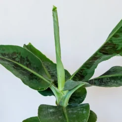 Musa Acuminata 'Dwarf Cavendish' -Cheap Plants Store pl2000044075 card3 lg