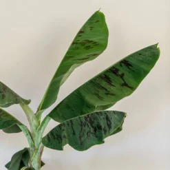 Musa Acuminata 'Dwarf Cavendish' -Cheap Plants Store pl2000044075 card4 lg