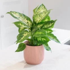 Dieffenbachia 'Camille' 7 Dieffenbachia 'Camille' -Cheap Plants Store pl2000044097 card3 lg
