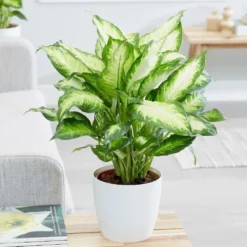 Dieffenbachia 'Camille' 8 Dieffenbachia 'Camille' -Cheap Plants Store pl2000044097 card4 lg