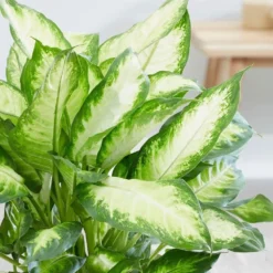 Dieffenbachia 'Camille' 9 Dieffenbachia 'Camille' -Cheap Plants Store pl2000044097 card5 lg