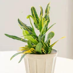 Codiaeum 'Banana' -Cheap Plants Store pl2000044110 card3 lg