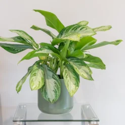 Aglaonema 'Silver Bay' -Cheap Plants Store pl2000044127 card3 lg