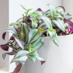 Tradescantia Zebrina -Cheap Plants Store pl2000044137 card3 lg