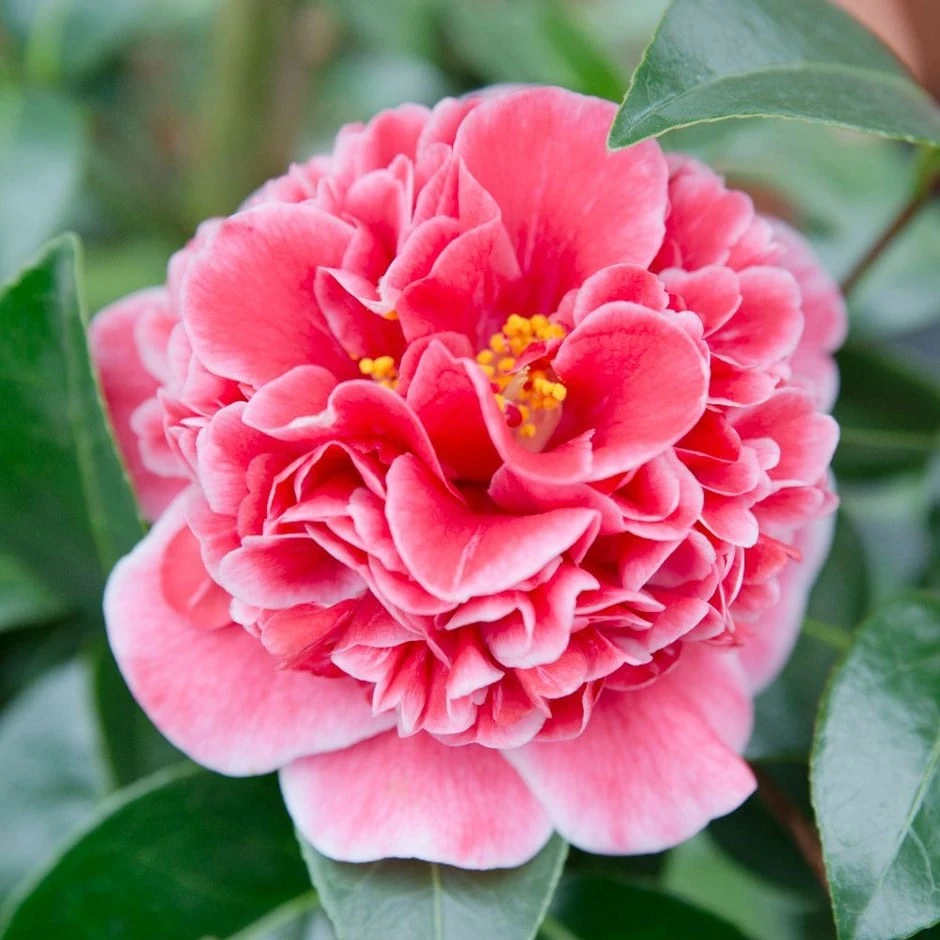 Camellia Japonica 'Volunteer' (PBR) 1 Camellia Japonica 'Volunteer' (PBR)