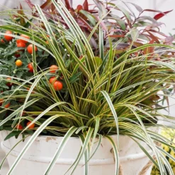 Carex Morrowii 'Everglow' (PBR) (EverColor Series) -Cheap Plants Store pl2000044461 card3 lg