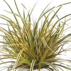 Carex Morrowii 'Everglow' (PBR) (EverColor Series) -Cheap Plants Store pl2000044461 card4 lg