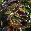 Leucothoe Walteri 'Rainbow'