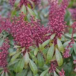 Pieris Japonica 'Bonfire'