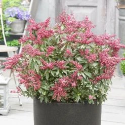 Pieris Japonica Polar Passion ('PPOBAS') (PBR) -Cheap Plants Store pl2000044487 card3 lg
